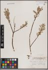 Foto von Salix candida Flüggé ex Willd.